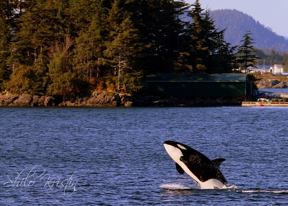 Orca